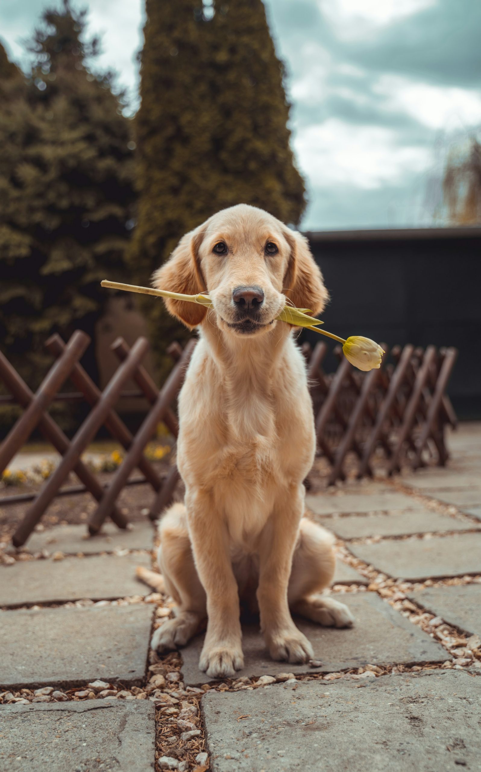 Companionship: A “Paw-sitive” Boost to Mental Health