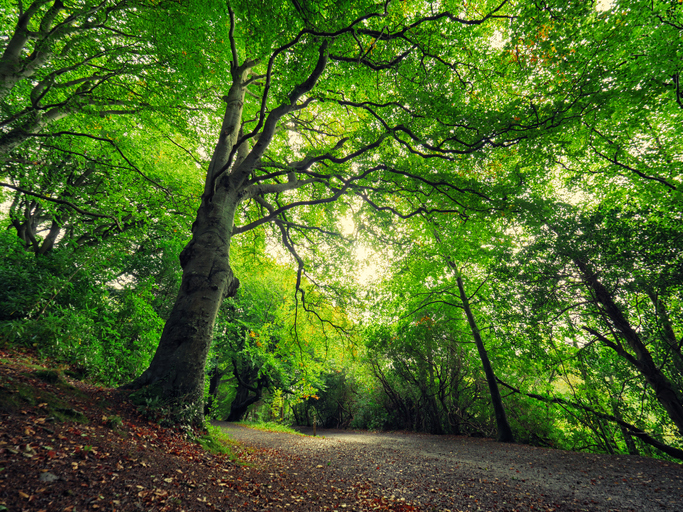 Feeling Stressed? Find a Tree!