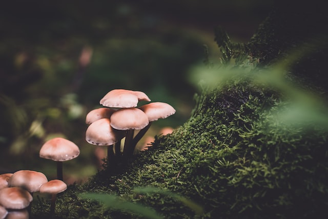 Mushrooms, Roots, and Shrubs, Oh My!