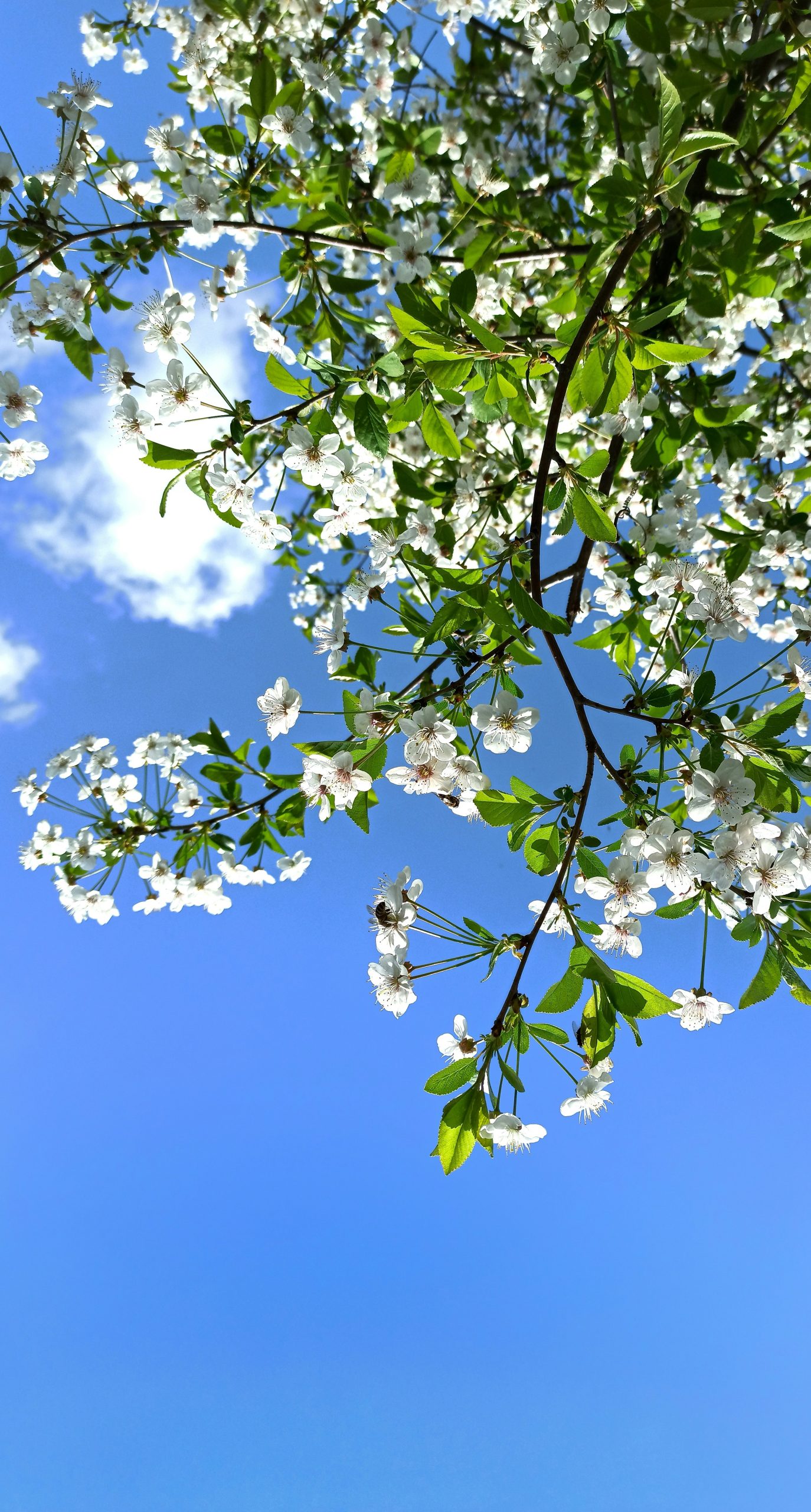 Springtime Benefits for Mental Health