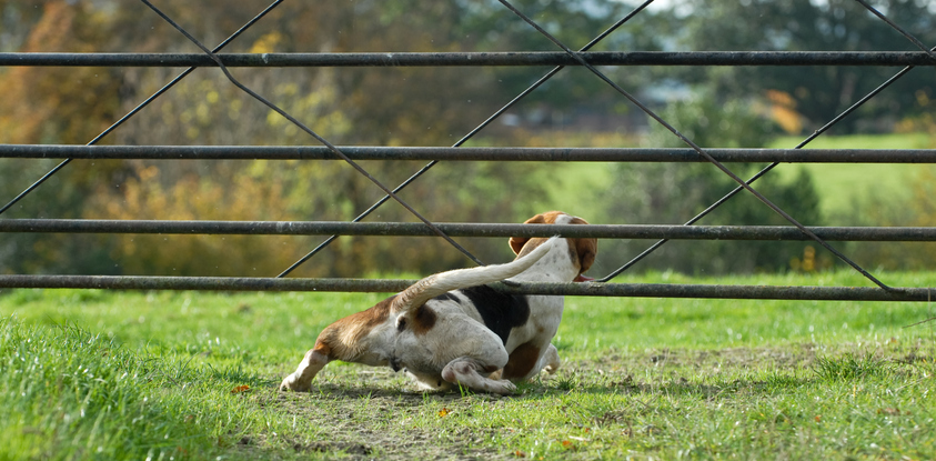 Walking the Dog of Grief